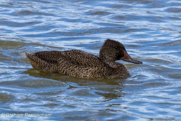 Freckled Duck Image:Graham Possingham