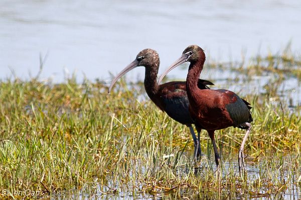 Glossy Ibis Image: Jen Carr