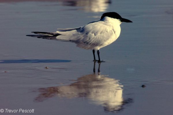 Gull-billed Tern Image: Trevor Pescott