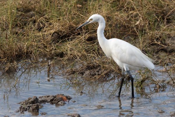 Little Egret