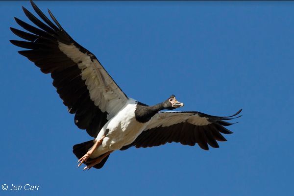 Magpie Goose Image: Jen Carr