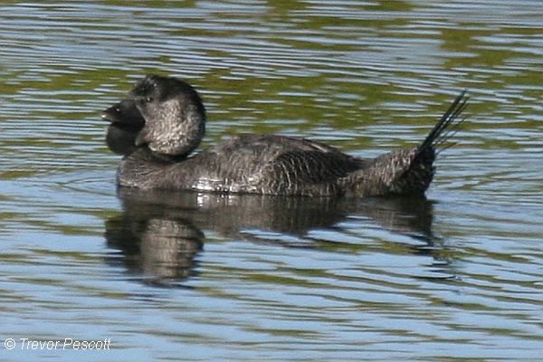 Musk Duck Image: Trevor Pescott