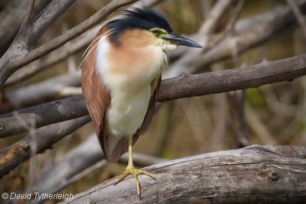 Nankeen Night Heron Image: David Tytherleigh