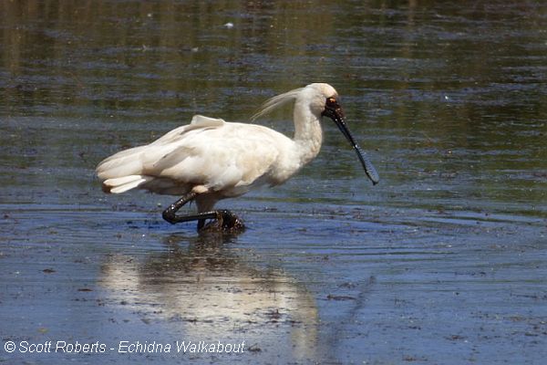 Royal Spoonbill Image: Scott Roberts - Echidna Walkabout