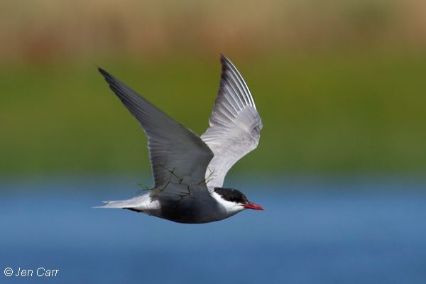 Whiskered Tern Image: Jen Carr