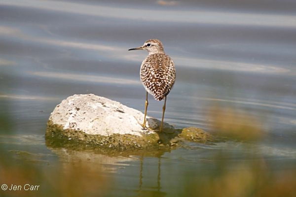 Wood Sandpiper Image: Jen Carr