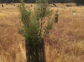 Banksia marginata restoration planting. Image: Cathy Olive, Euroa Arboretum