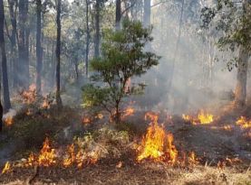 Banksia cunninghami habitat restoration