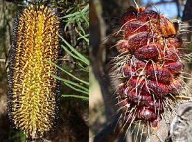 Banksia marginata and B. cunninghami 
