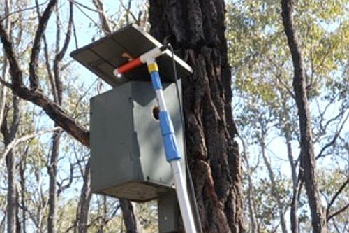 Bendigo Field Naturalists Club nest box monitoring