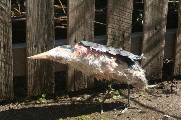 Australian Little Bittern Artist Mary-Jane Walker