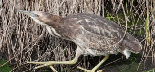 Autralasian Bittern