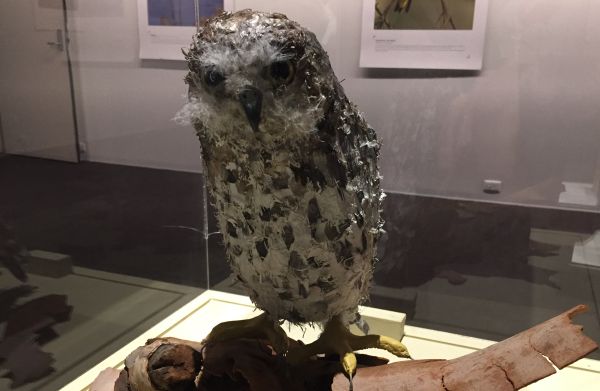 Barking Owl Artist Mary-Jane Walker