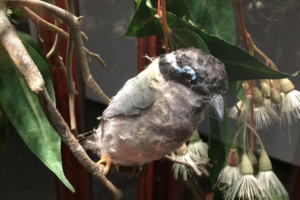 black-chinned honeyeater artist Mary-Jane Walker