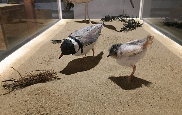 Hooded Plover and chick Artist Mary-Jane Walker