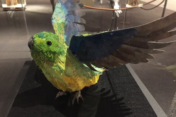Orange-bellied Parrot. Artist Mary-Jane Walker