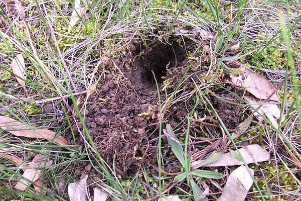 Eastern Barred Bandicoot dig 