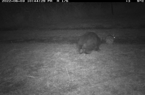Eastern Barred Bandicoot being hunted by feral cat. Source:  A. Coetsee 