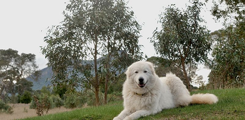 EBB Guardian dog 