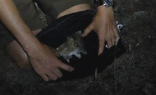 Eastern Barred Bandicoot monitoring Source: Phillip Island Nature Parks