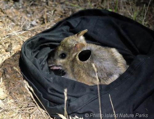 Eastern Barred Bandicoot monitoring using reflective tag