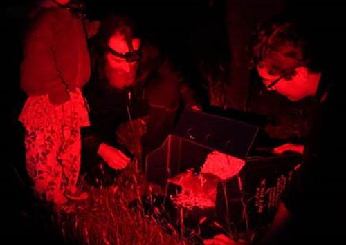 Eastern Barred Bandicoot release at Phillip Island (source:Phillip Island Nature Parks)