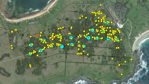 Eastern Barred Bandicoot release at Phillip Island Source: Phillip Island Nature Parks