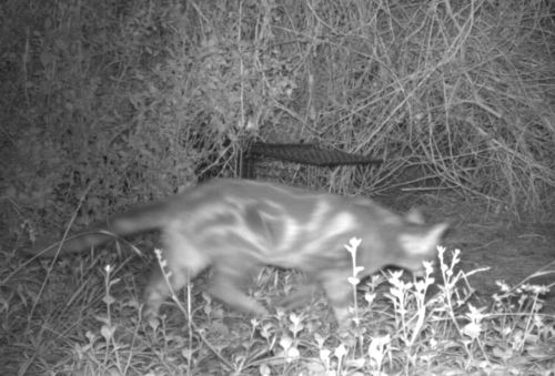 feral cat at Phillip Island Source: Phillip Island Nature Parks