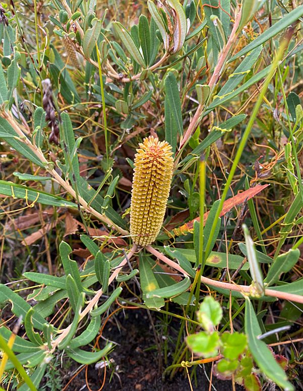 Banksia croajingolensis