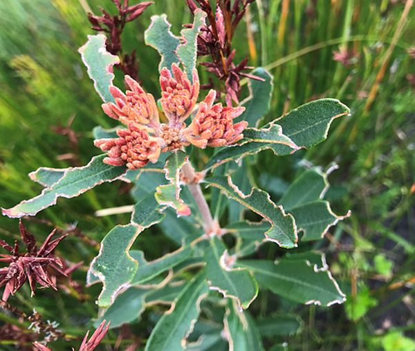 Banksia croajingolensis insect herbivory