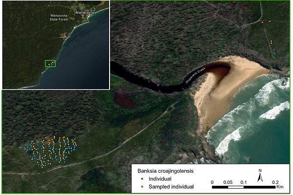 Banksia c survey map