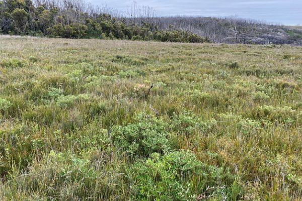 Banksia c regeneration