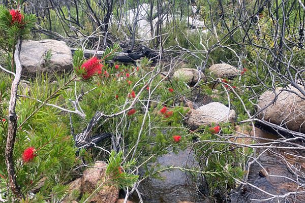 Betka Bottlebrush (Callistemon kenmorrisonii) 