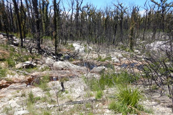 Betkia Bottlebrush burnt area