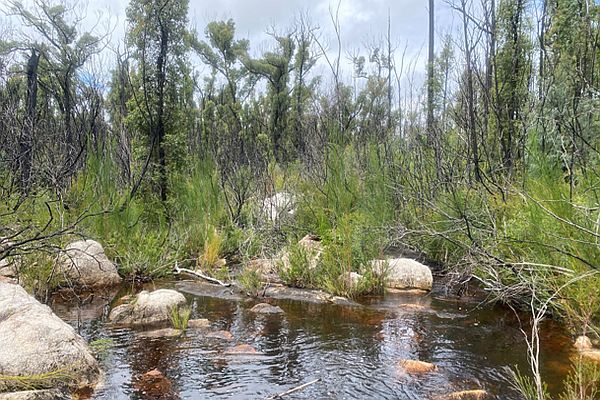 Betkia Bottlebrush natural regeneration 2 years after the fires