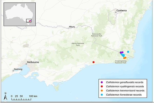 Betkia Bottlebrush distribution map