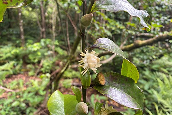 Bolwarra Eupomatia laurina Image: Bryce Watts-Parker, Envite Environment