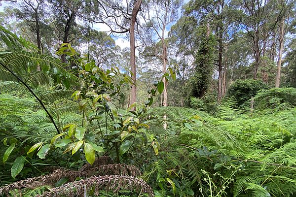 Bolwarra Eupomatia laurina Image: Bryce Watts-Parker, Envite Environment