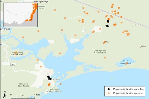 Bolwarra Eupomatia laurina map La Trobe Unoiversity