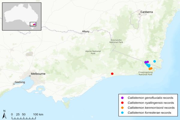 Callistemons - four species range restricted 