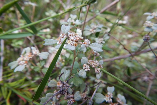 Tiny Spyridium (Spyridium cinereum)  