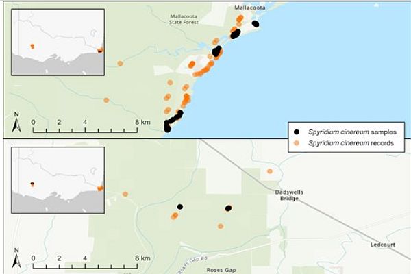 Spyridium cinereum map high res