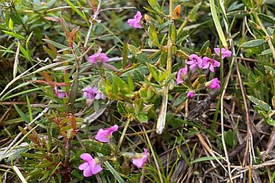 East Gippsland Range restricted flora