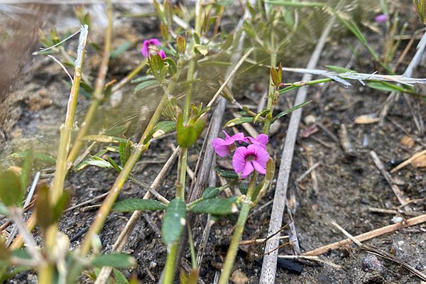 Heathy Mirbelia Image: Bryce Watts-Parker, Envite Environment