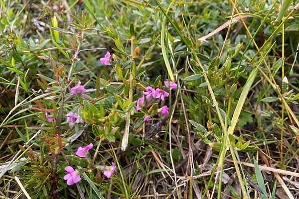 Heathy Mirbelia in flower Image:Bryce Watts-Parker, Envite Environment