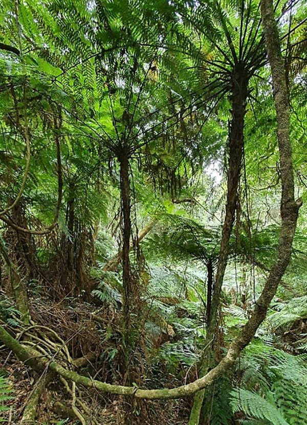 Prickly Tree-fern