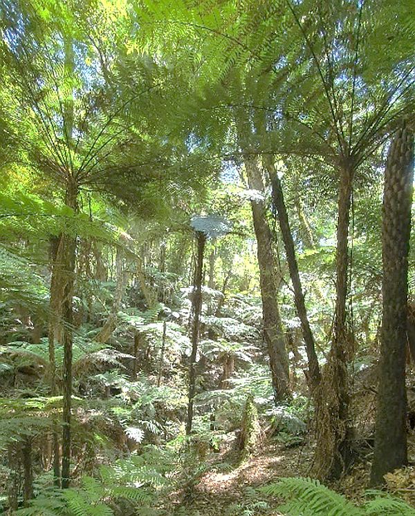 Prickly Tree-fern