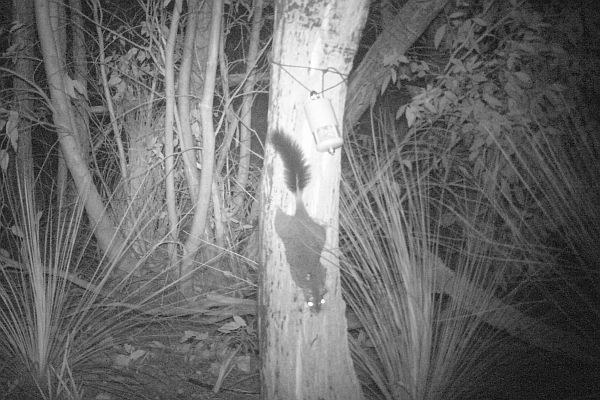 Brush-tailed Phascogale image taken with remote camera Source: Friend of Brisbane Ranges