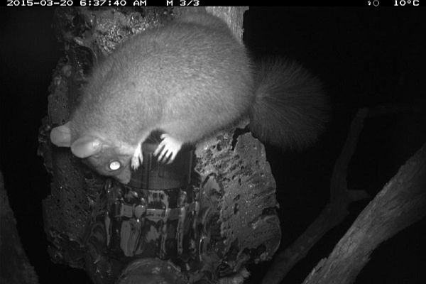 Brush-tailed Phascogale. Source: Friends of Brisbane Ranges