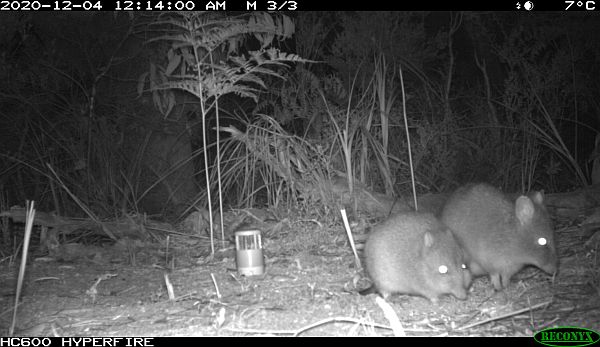 Glenelg Ark Long-nosed Potoroos